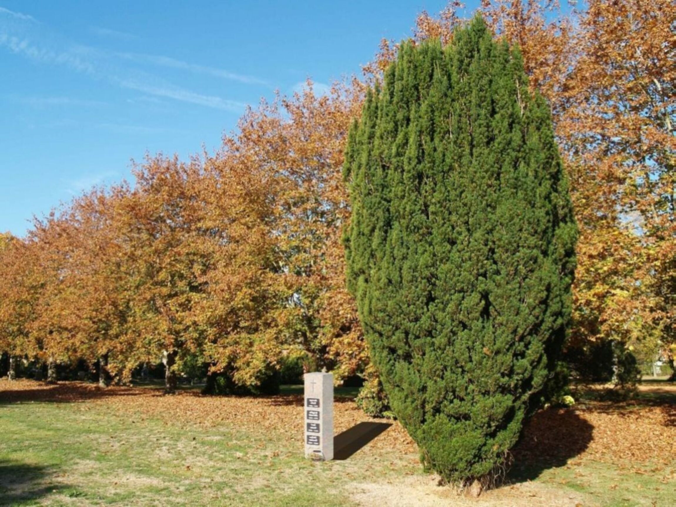 Namenstafel Baum