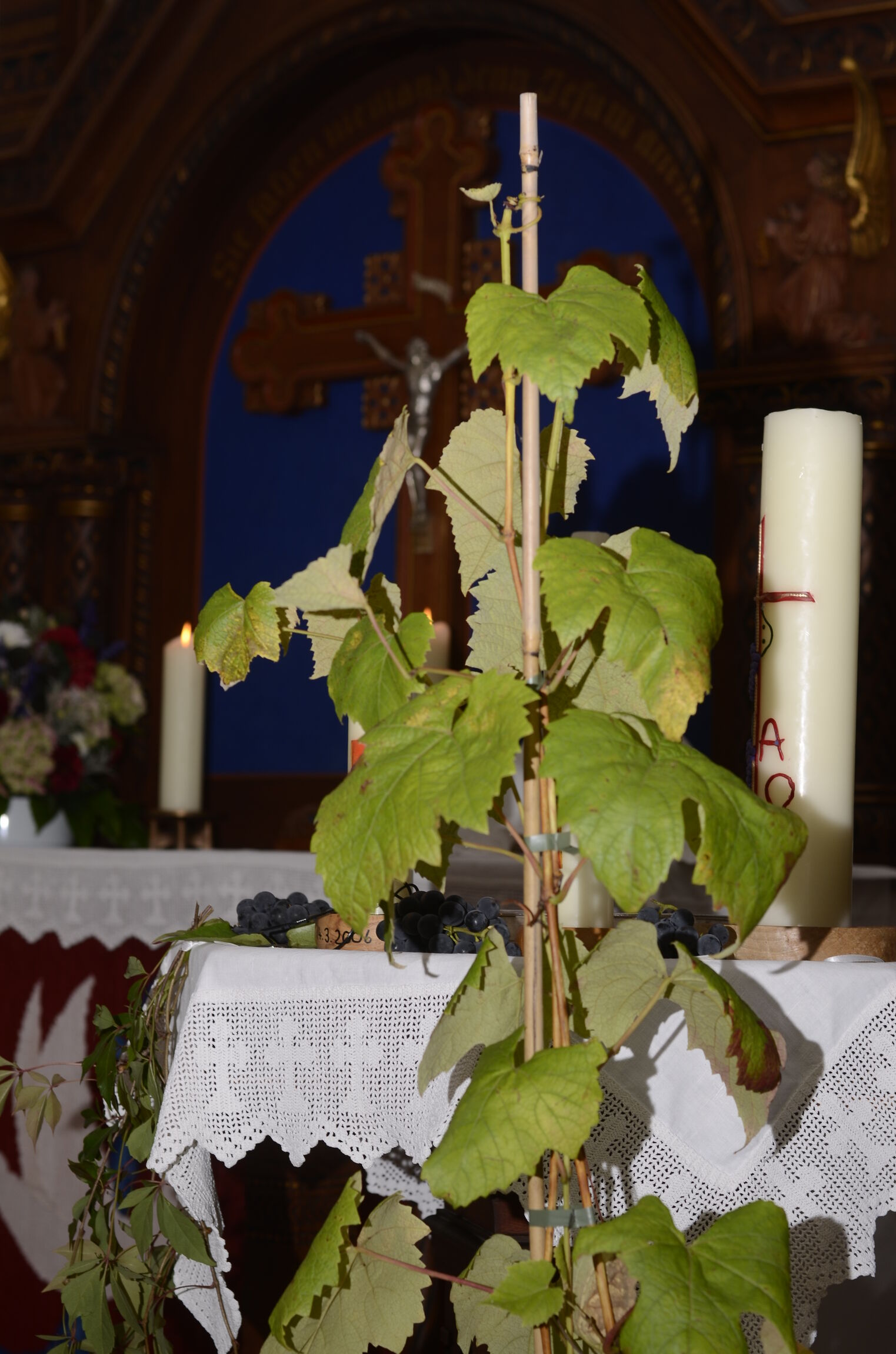 Weinstock zur Konfirmation der „Weinreben”