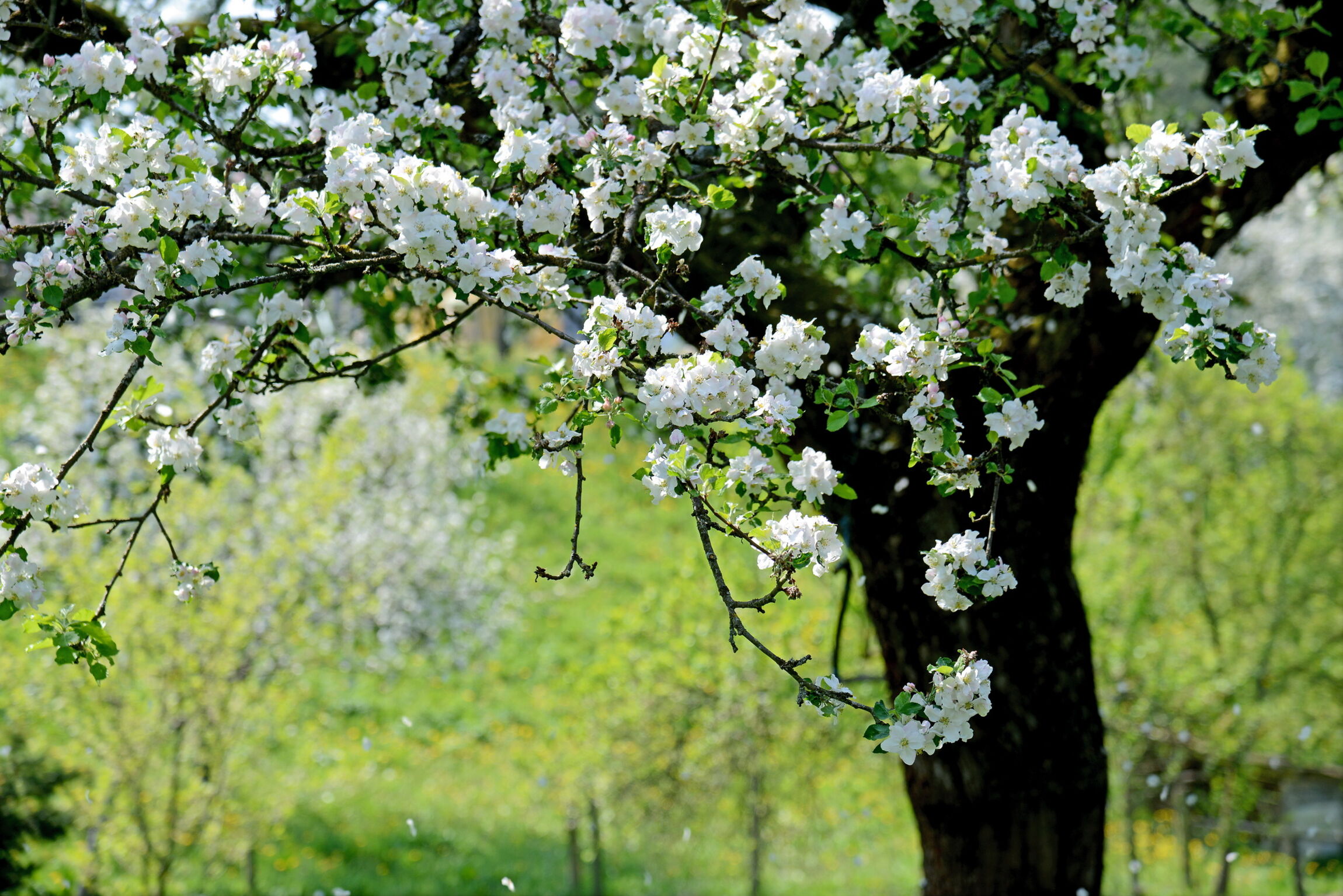 Ostern - Kirschblüte