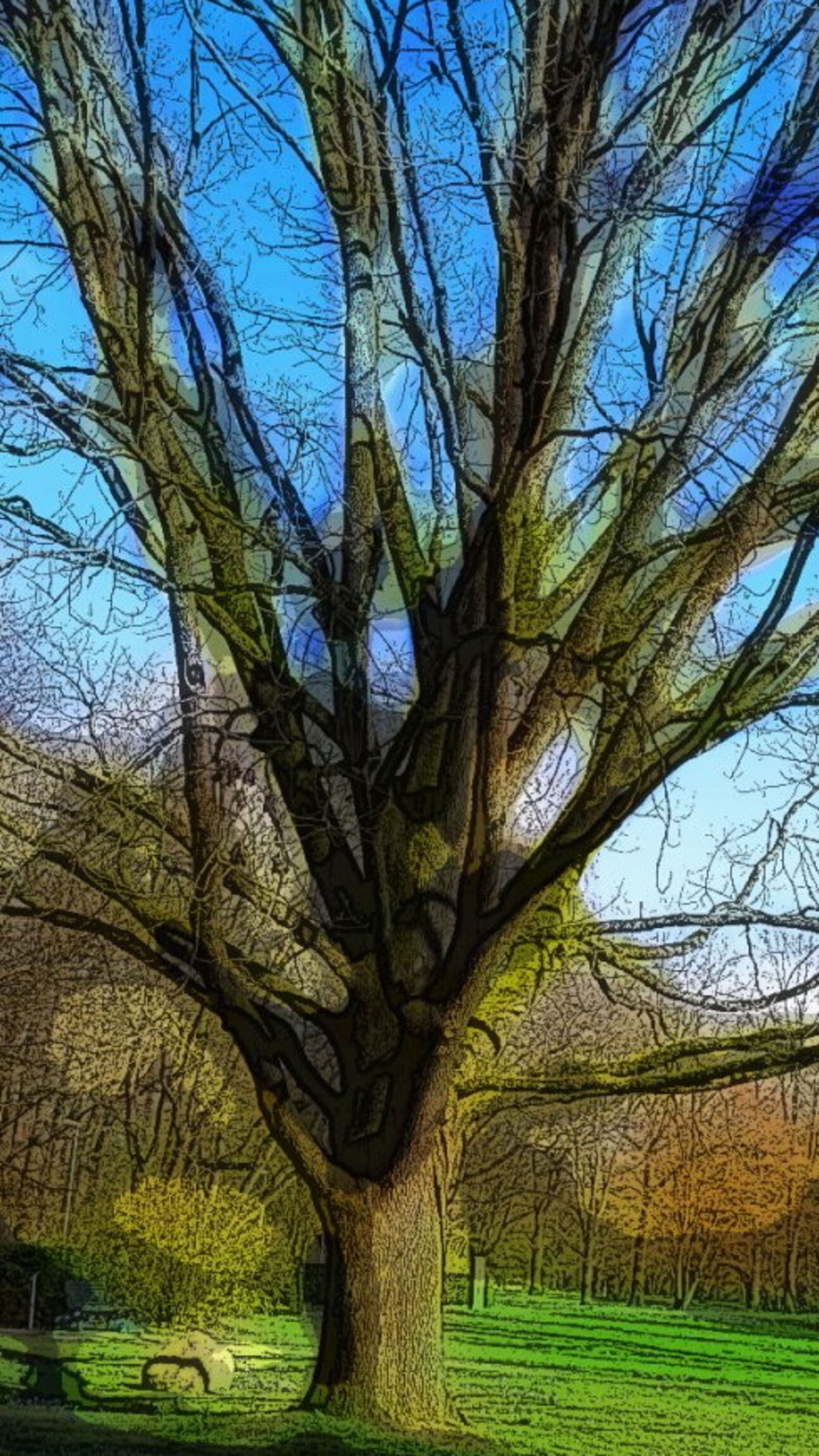 Eiche im Stadtpark (März)