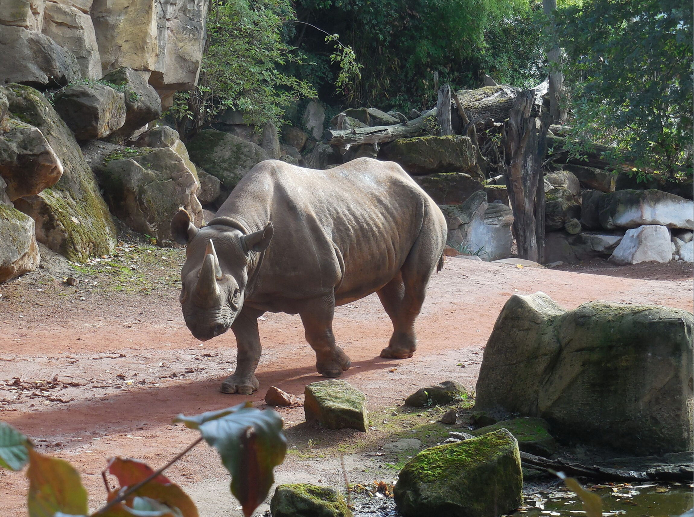 Gemeindeausflug Zoo - Nashorn
