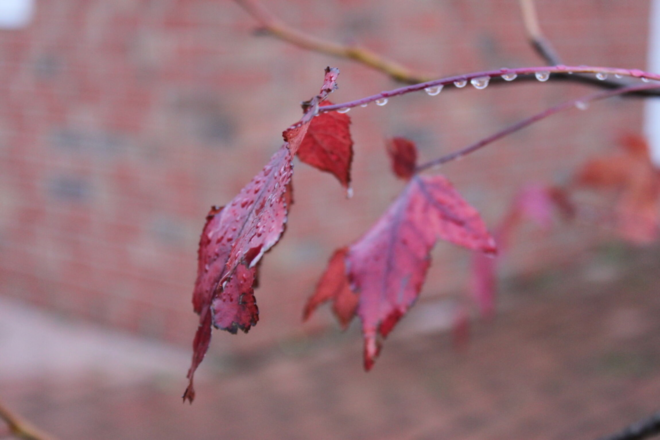 HerbstBeerenmitTropfen