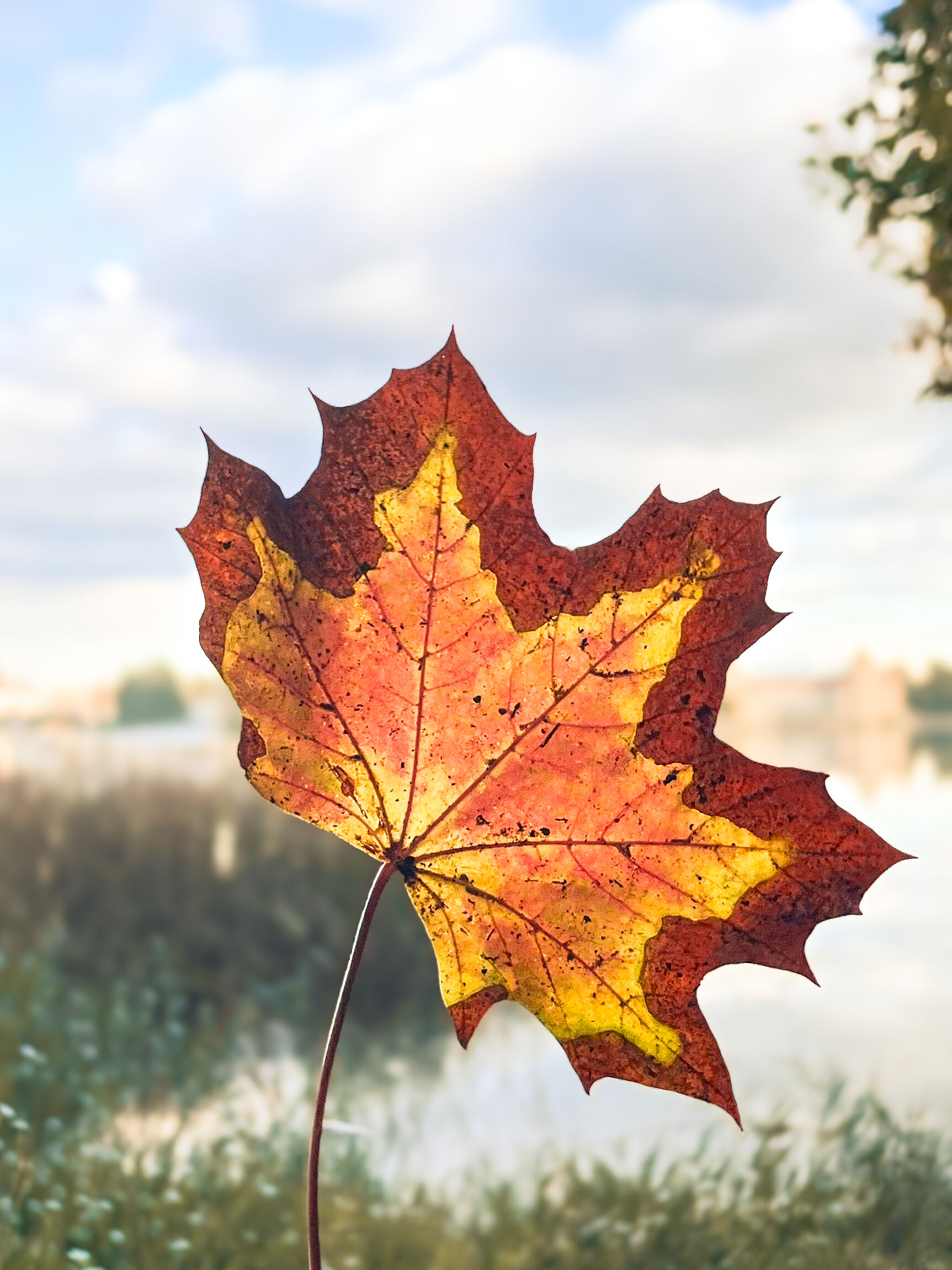 web_herbstblatt