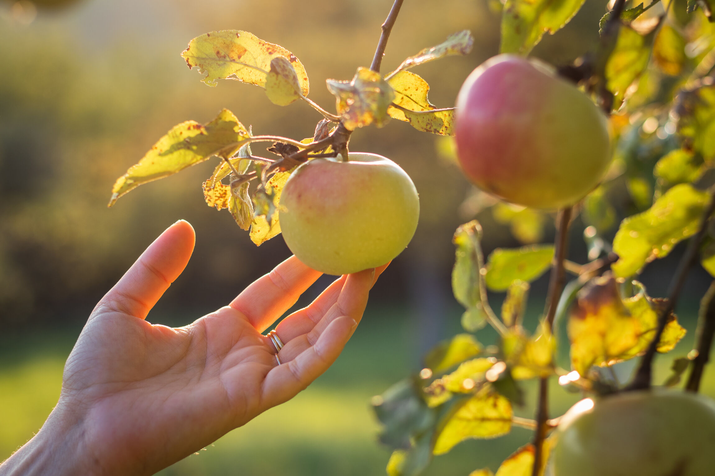 Apfel, Garten, Hand