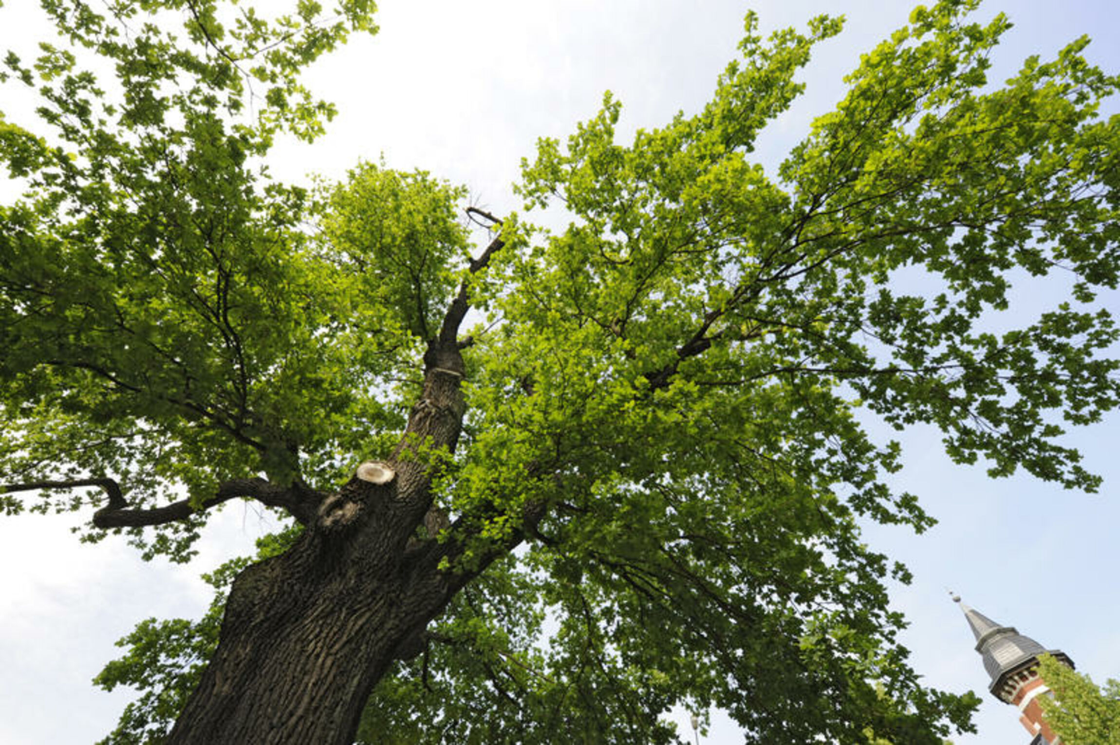 luthereiche_wittenberg