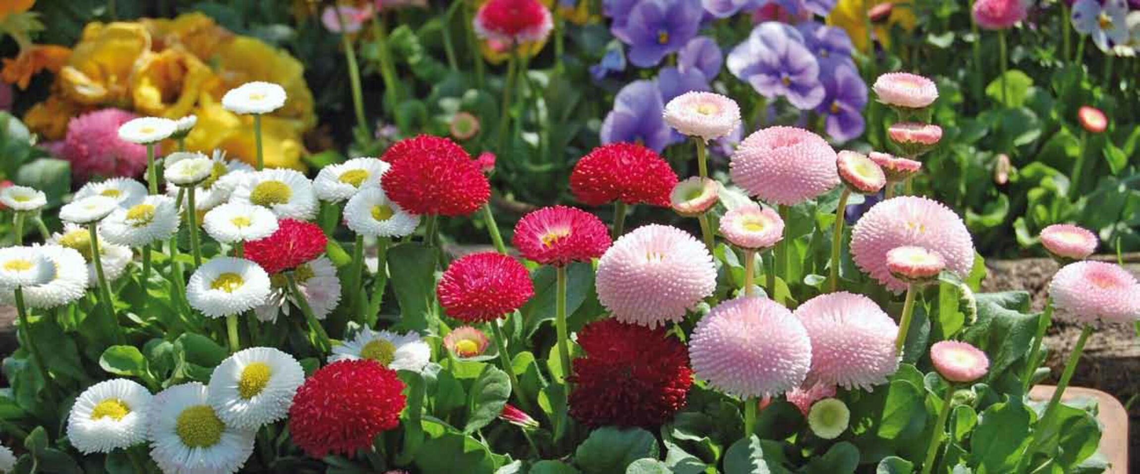 Blumenbeet Gemeindebrief 2-2025 S. 1