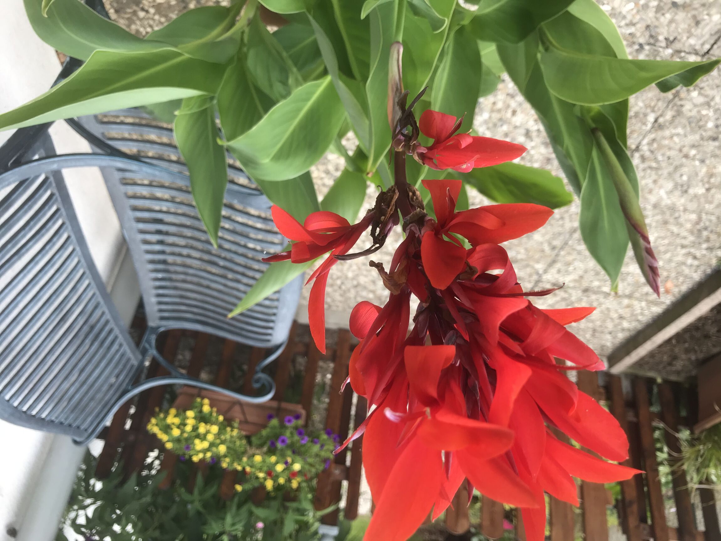 Canna vor der Klönbank
