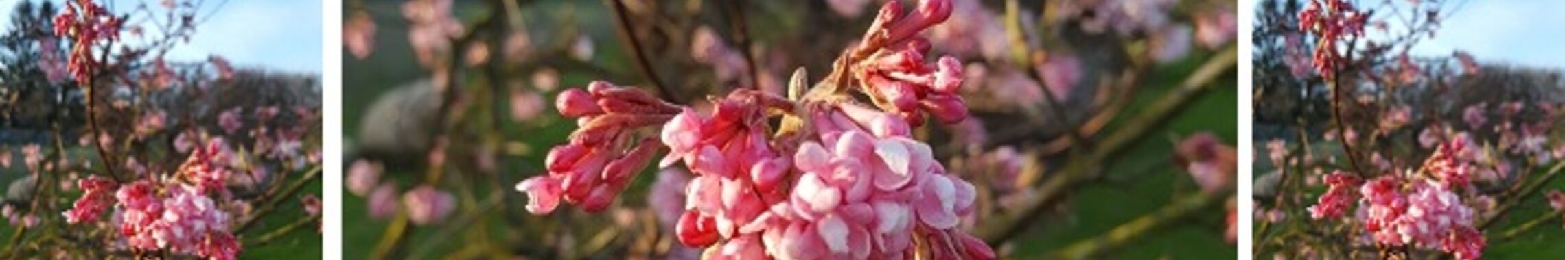Starbild Frühling rosa