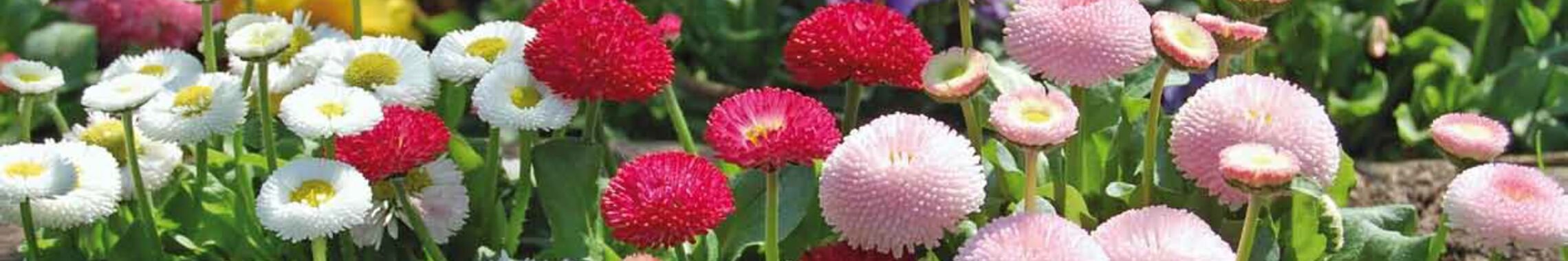 Blumenbeet Gemeindebrief 2-2025 S. 1