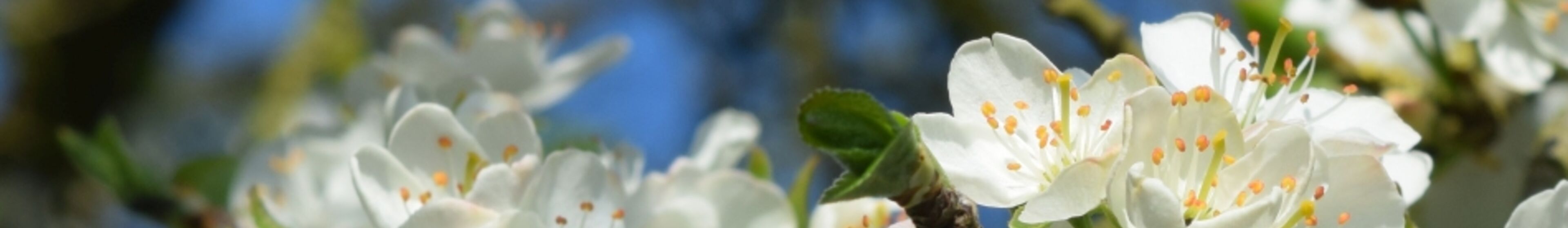 04_pflaumenblüte