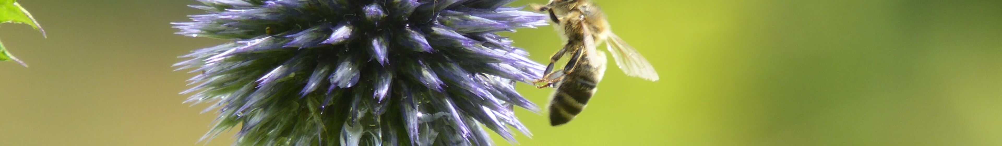 Bienenwiese