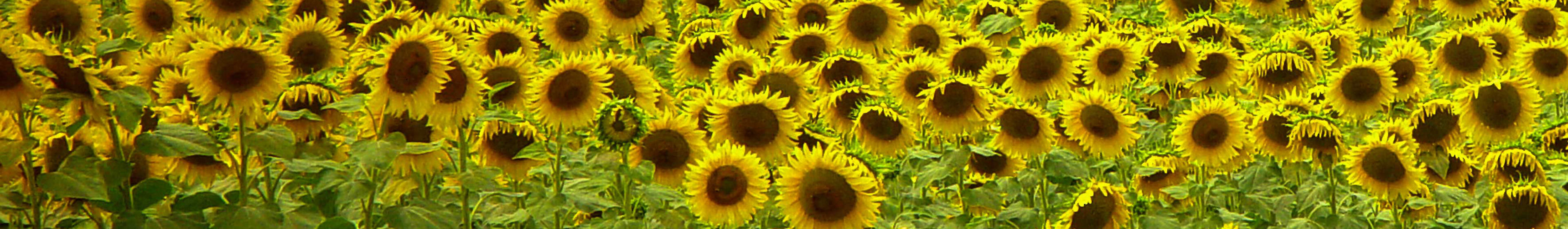 Kopfbild_Sonnenblumen