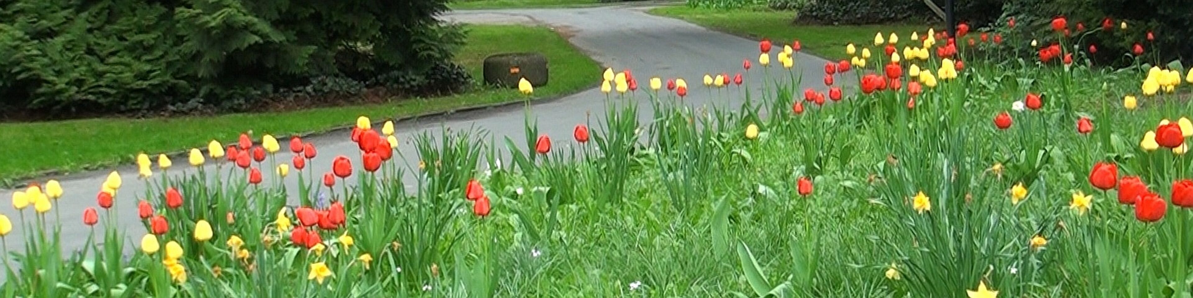 Kopfbild Tulpen