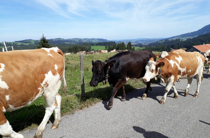 Gemeindefreizeit Allgäu