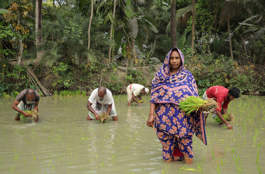 Bangladesch Klima - Reisbau Beschreibung: Aklima Begum (34) pflanzt Reissetzlinge auf ihrem eigenen Land in Charlathimara. Projektpartner: Christian Commisssion for Development in Bangladesh
