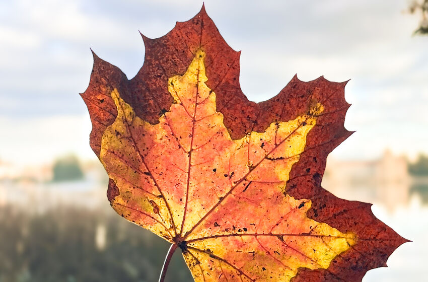 web_herbstblatt