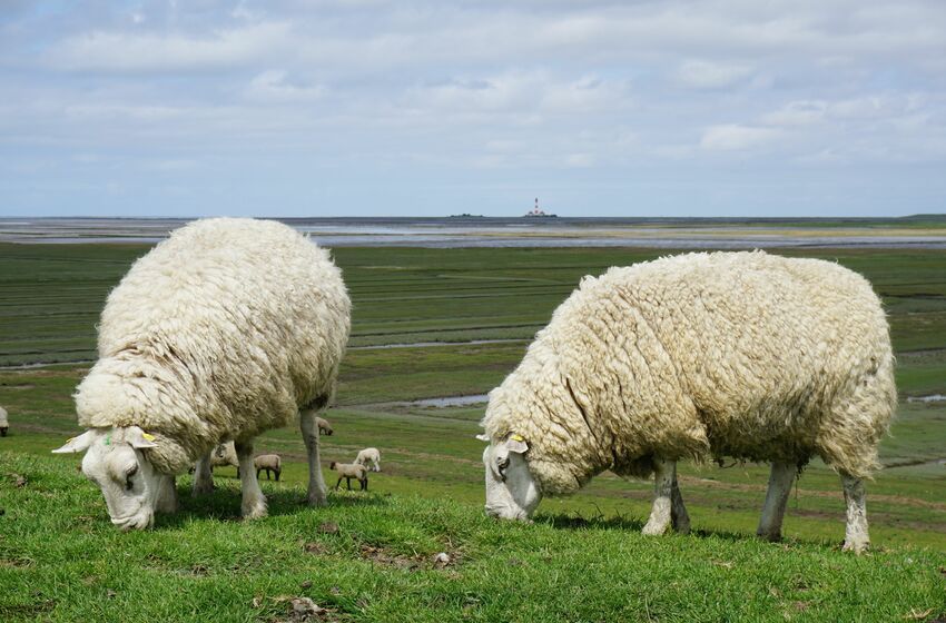 web_schafe