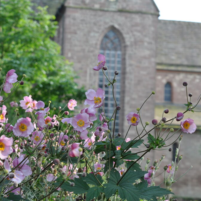 Ein Blütenmeer umgibt im Frühjahr und Sommer das Kloster Amelungsborn.