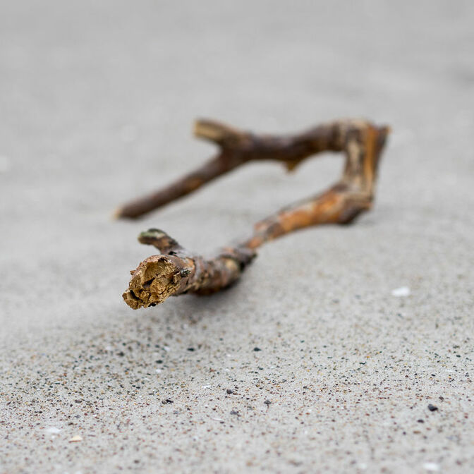 Stillleben Sand Strand Ast Holz
